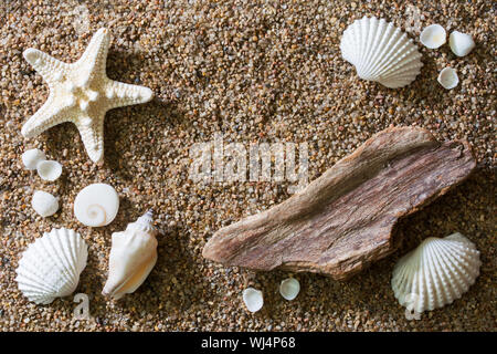 Top view of a sandy beach with starfish, seashells and a piece of driftwood - close up Stock Photo