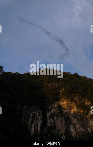 A wave of thousands of bats exit Deer Cave at dusk in search of food. In Gunung National Park, Mulu, Sarawak, Borneo, Malaysia. Stock Photo