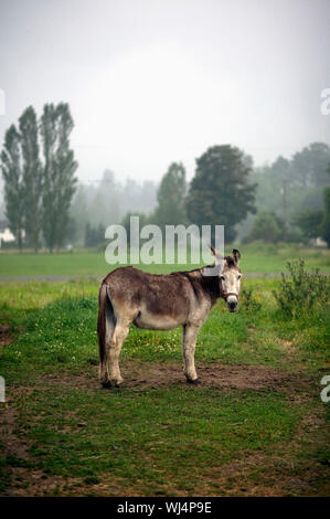 Portrait donkey in rural field, Agassiz, British Columbia, Canada Stock Photo