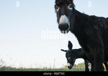 Portrait donkey in rural field Stock Photo