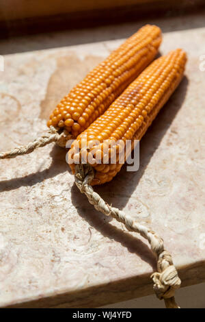 Close-up of dried corn cobs showing damaged kernels and husks after ...
