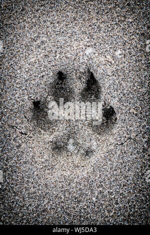 Dog Paw Print In The Sand Stock Photo Alamy