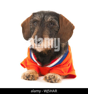 Wire haired dachshund as Dutch soccer sports fan isolated over white background Stock Photo