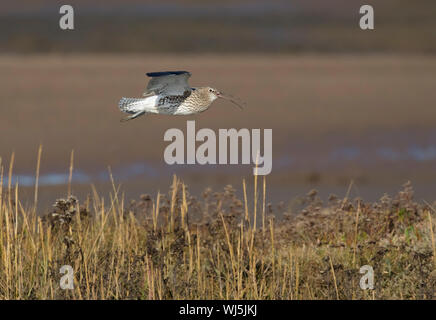 Eurasian Curlew (Numenius arquata) calling in flight, North Norfolk, UK. November Stock Photo