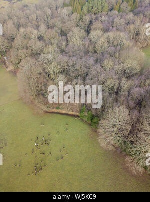 Fallow Deer (Dama dama) large herd grazing in field, West Sussex, UK. December Stock Photo