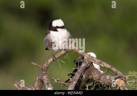 Northern white-crowned shrike (Eurocephalus ruppelli) Serengeti National Park, Tanzania. Stock Photo