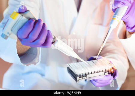 Life science professionals pipetting master mix solution into the PCR 96 well micro plate using multi channel pipette. Stock Photo