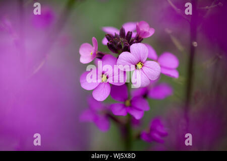 Close-up of Erysimum Bowles Mauve (Erysimum linifolium glaucum) flowers. Stock Photo