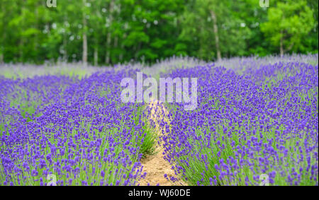 Purple lavender flower field in popular spot for sightseeing of Biei Town, Hokkaido, Japan. Stock Photo