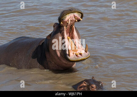 Hippopotamus (Hippopotamus amphibius) male yawning display, Serengeti National Park, Tanzania. Stock Photo