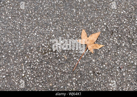 Single solitary orange-brown dead fallen leaf on tarmac surface. First leaf of autumn - perhaps. Stock Photo