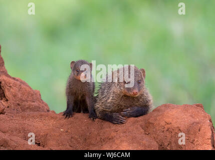 Banded Mongoose (Mungos mungo) adult and young, Tarangire National Park, Tanzania. Stock Photo