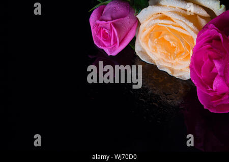 Three roses on a black mirrored table in drops of water. Red, yellow and pink rose with dew drops on black mirror background. Stock Photo