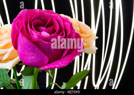pink rose on black background. pink and yellow rose rose on black abstract background. Stock Photo