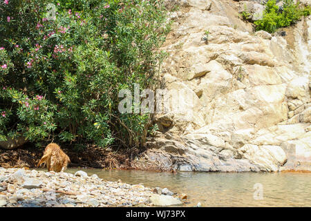 Golden Retriever stands on rock and looking at water - in wonderful nature Stock Photo
