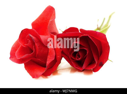 Two beautiful red roses on a white background Stock Photo