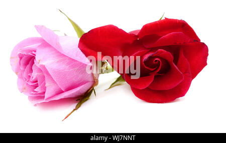 Two beautiful red roses on a white background Stock Photo