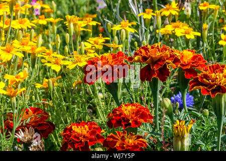 Colorful annual flowers, french marigold, tagetes, beauty summer flowerbed, august, mixed plants Stock Photo