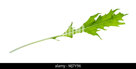 fresh leaf of mizuna (Japanese leaf cabbage) herb cutout on white background