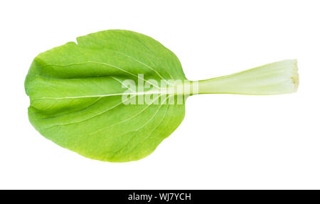 foliage of bok choy (pok choi, pak choi) Chinese leaf cabbage cutout on white background Stock Photo