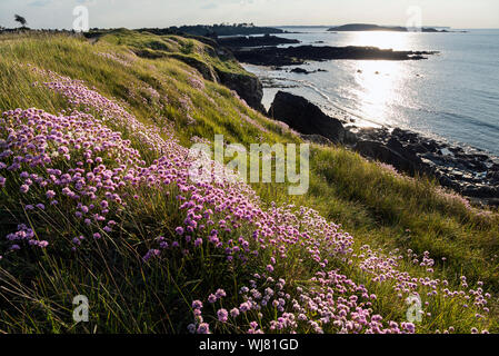 Sea pinks and sunset from the coastal path above Plage de la Garde, Saint-Briac-sur-Mer, Brittany, France Stock Photo