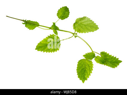 fresh twig of lemon balm (melissa officinalis) plant cutout on white background Stock Photo