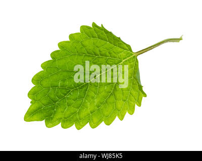 fresh leaf of lemon balm (melissa officinalis) plant cutout on white backgroun Stock Photo
