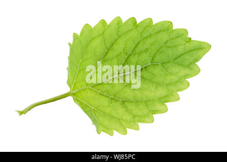 green leaf of lemon balm (melissa officinalis) plant cutout on white backgroun Stock Photo