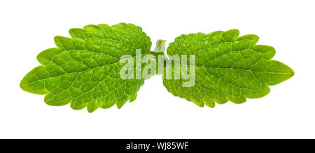pair of leaves of lemon balm (melissa officinalis) plant cutout on white background Stock Photo