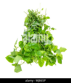 bunch of lemon balm (melissa officinalis) plant cutout on white backgroun Stock Photo