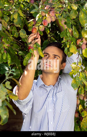 Attractive man with black hair picking red plums from a tree Stock Photo