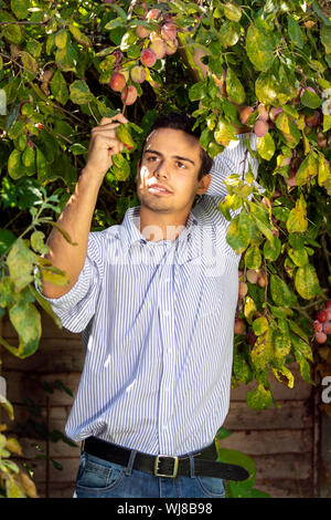 Attractive man with black hair picking red plums from a tree Stock Photo