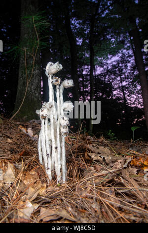 Indian Pipe or Ghost Plant (Monotropa uniflora) - Brevard, North Carolina, United States Stock Photo