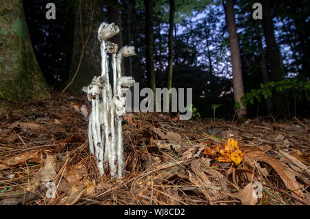 Indian Pipe or Ghost Plant (Monotropa uniflora) - Brevard, North Carolina, United States Stock Photo