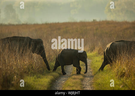 Baby Asian Elephant, protected by two adults and crossing ghat road at Corbett National park