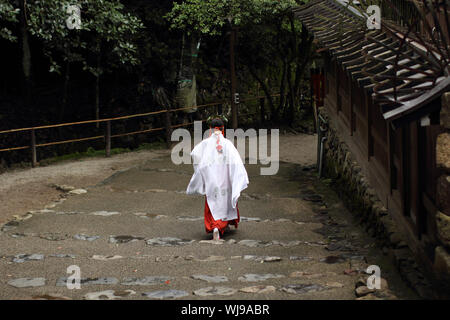 Miko - shinto priestess walking down the stairs of old shrine in Kyoto (Kamigamo jinja) Stock Photo