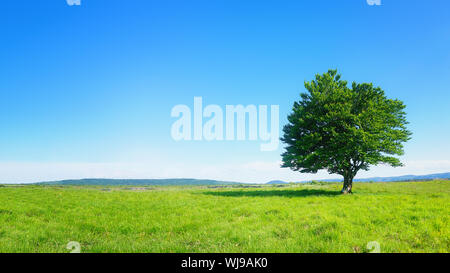 lonely tree against clear blue sky Stock Photo