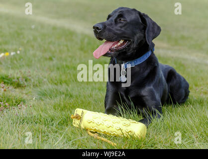 A black Labrador retriever in the down position with a dog toy in front of him. Stock Photo