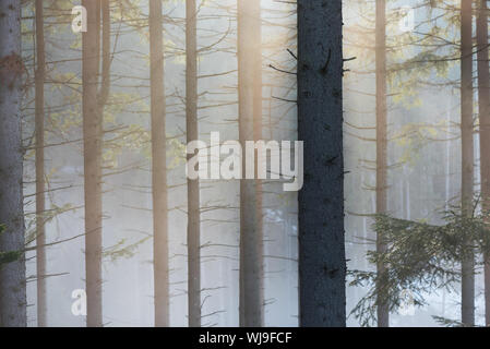 Fog and solar light in the spruce forest. Beautiful morning landscape Stock Photo