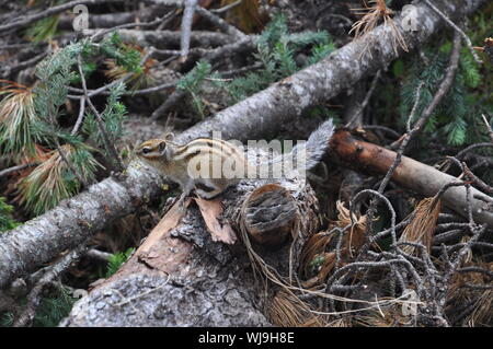 Striped Asian Siberian chipmunk (Latin Tamias sibiricus) rodent of the squirrel family in the natural habitat in forest. Eastern Chipmunk looking behi Stock Photo
