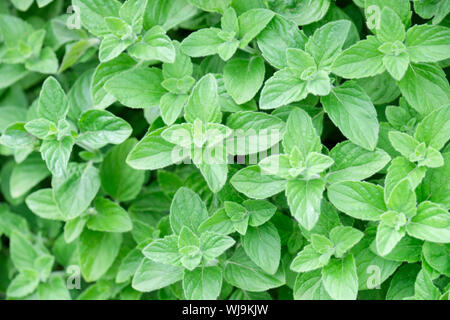 Close-up of the foliage of aromatic foliage of the perennial herb Calamintha nepeta, Lesser Calamint Stock Photo