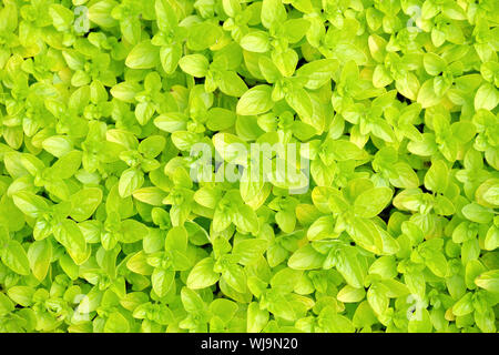 A clump of edible herb Origanum vulgare 'Aureum', Golden Oregano, golden marjoram , sweet marjoram plants Stock Photo