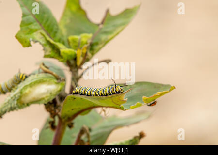 Monarch butterfly larvae