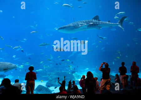 Atlanta, Georgia, United States - Tourist enjoying the show at big tank in the Georgia Aquarium. Stock Photo