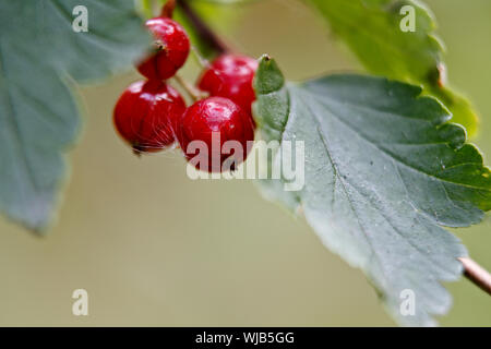 Some ripe red berries of Alpine currants  in late summer with some seeds fixated Stock Photo
