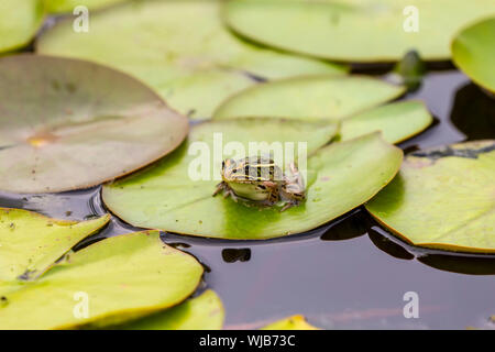 Leopard frog on water lily leaf on the river. Stock Photo