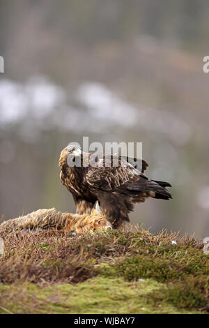 Golden Eagle, Aquila chrysaetos, adult feeding on fox carcase Stock Photo
