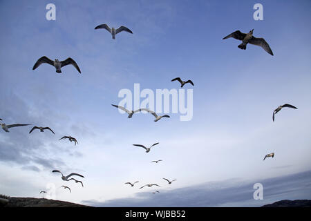 Mixed flock of gulls, mainly Herring Gull. Larus argentatus, in flight Stock Photo