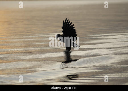 White-tailed Eagle, Haliaeetus albicilla, catching fish Stock Photo