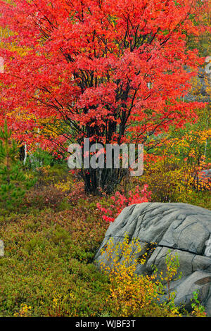 Red maple trees and rock outcrops, Greater Sudbury, Ontario, Canada ...